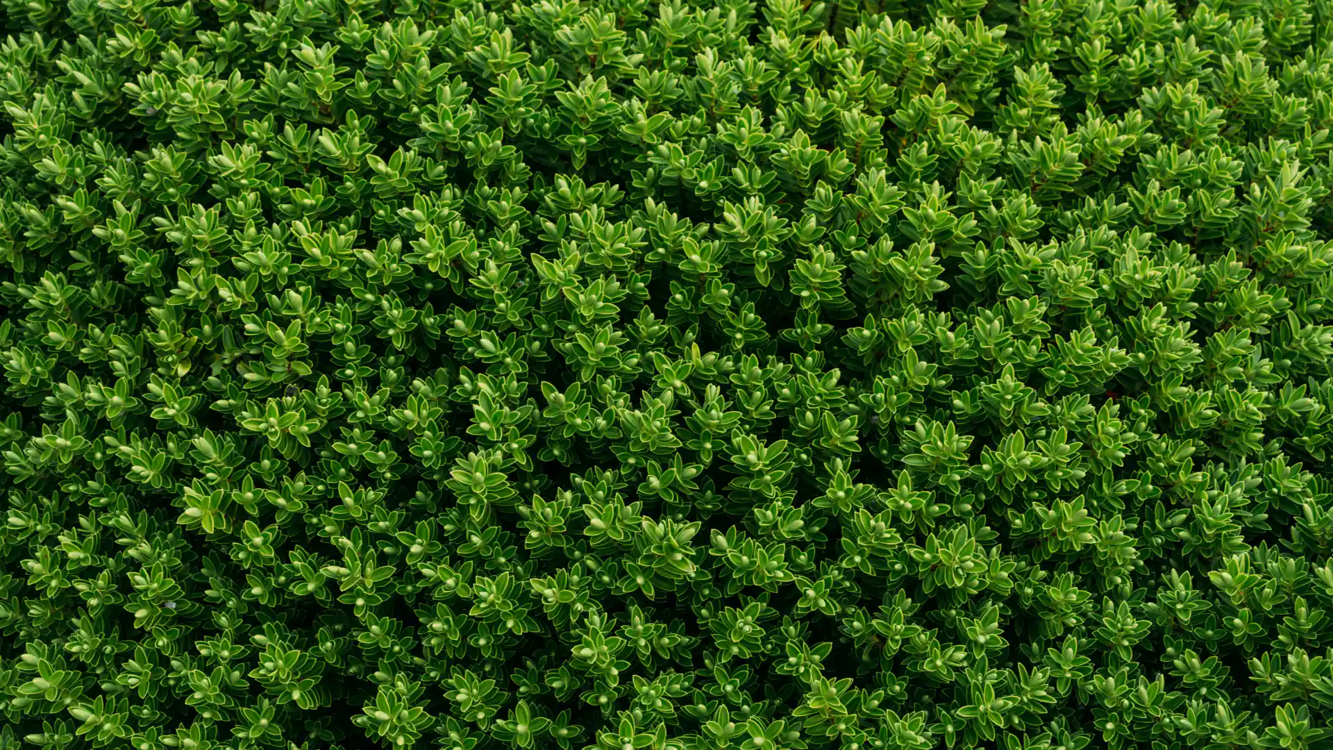 closeup light green bush